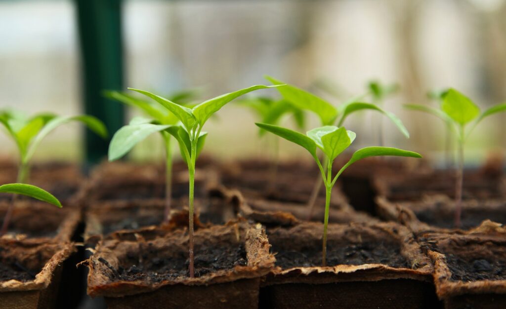 Iz zemlje zraste seme, tako kot iz ideje zraste rešitev